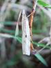Agriphila geniculea